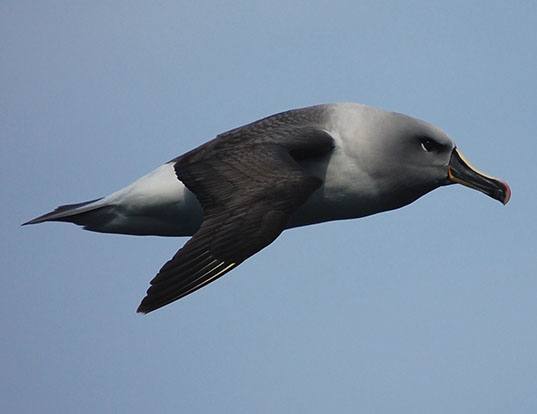 WANDERING ALBATROSS LIFE EXPECTANCY