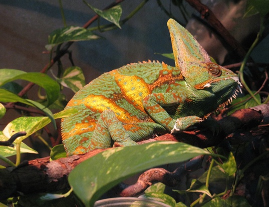 JACKSON'S THREE-HORNED CHAMELEON LIFE EXPECTANCY