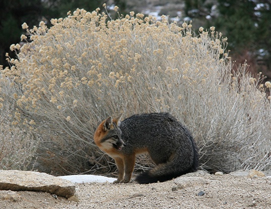 DARWIN'S FOX LIFE EXPECTANCY