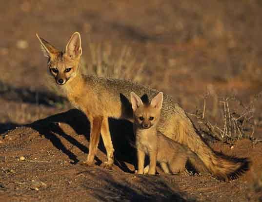 RED FOX LIFE EXPECTANCY