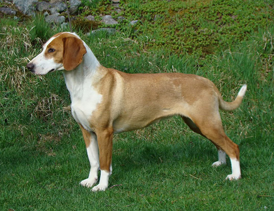 are posavac hounds good dogs