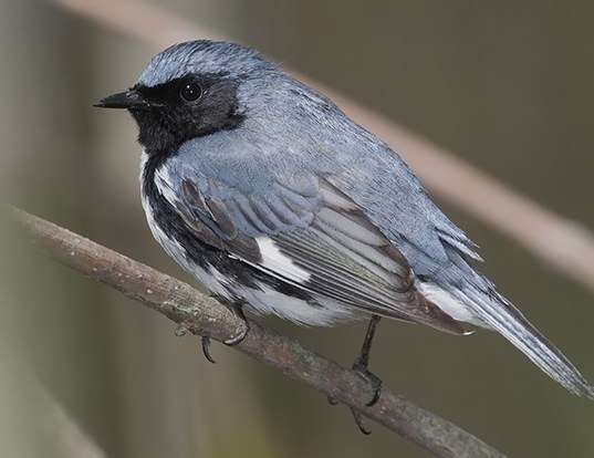 A Black-throated Blue Warbler in our Garden