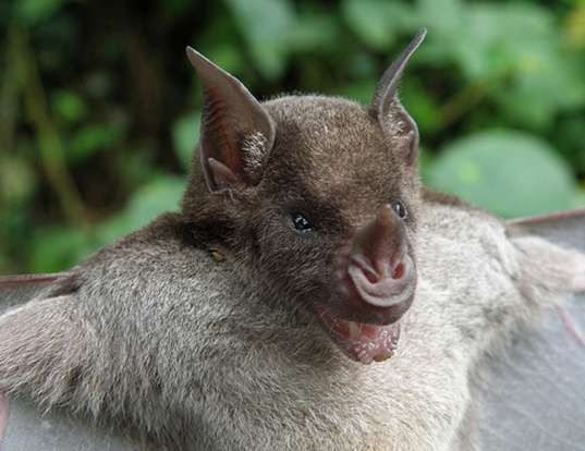 spear nosed bat