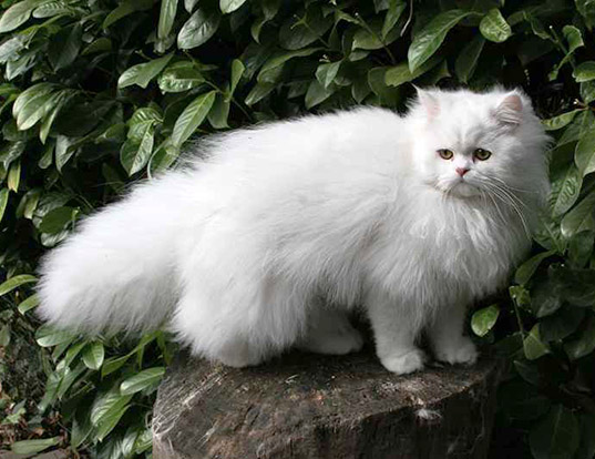white doll face persian cat
