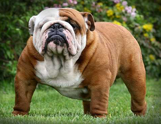 can a american bully live in united kingdom