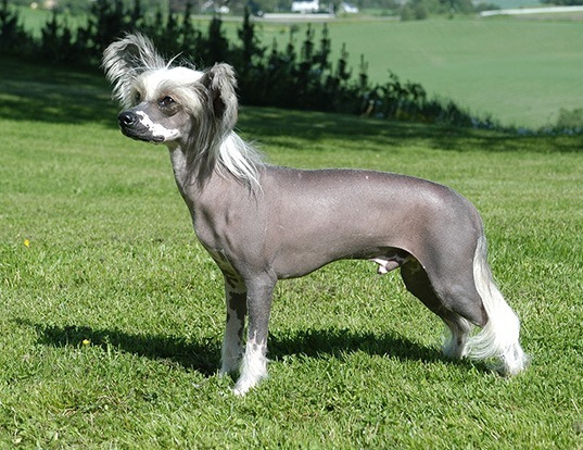 chinese crested