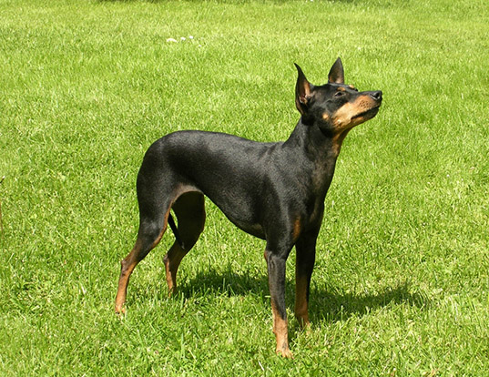 black and tan terrier similar breeds