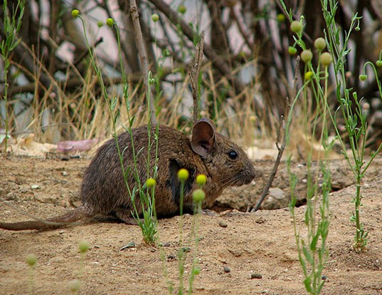 Крысиношиншилловые (Abrocomidae)