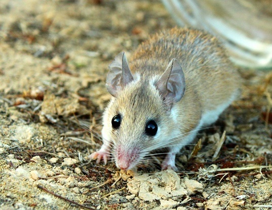Long Tailed Field Mouse Life Expectancy