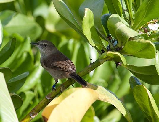 MILLERBIRD LIFE EXPECTANCY