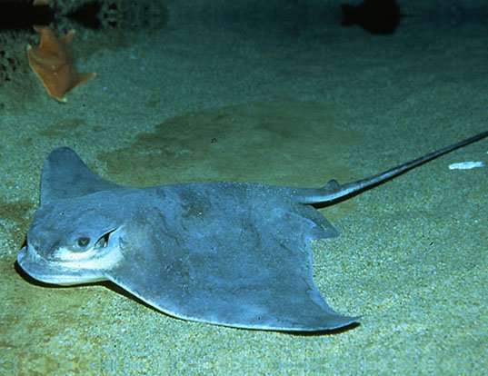 LONGHEADED EAGLE RAY LIFE EXPECTANCY