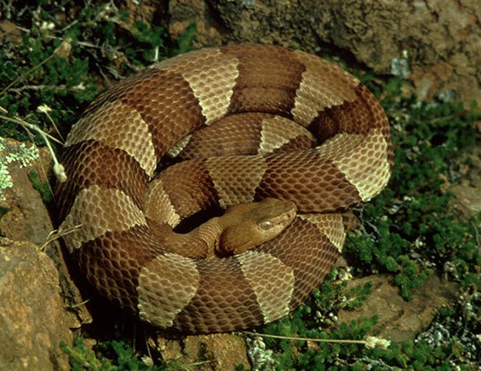 BROAD-BANDED COPPERHEAD LIFE EXPECTANCY