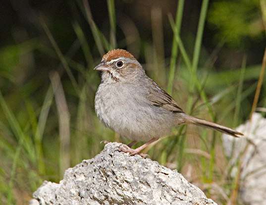 HOUSE SPARROW LIFE EXPECTANCY