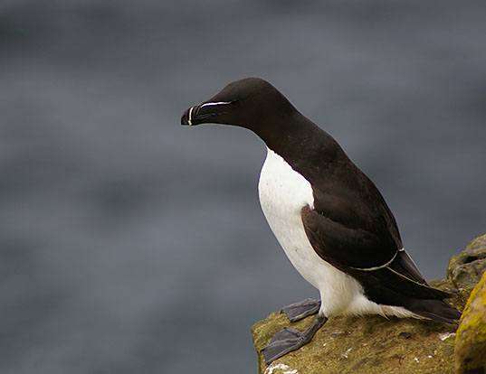 RAZORBILL LIFE EXPECTANCY