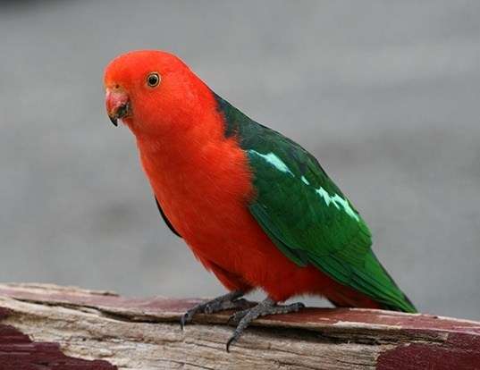 AUSTRALIAN KING PARROT LIFE EXPECTANCY