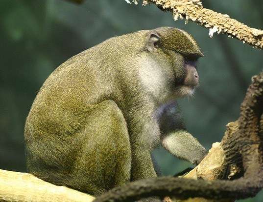 Grivet (Chlorocebus aethiops), también conocido como mono verde