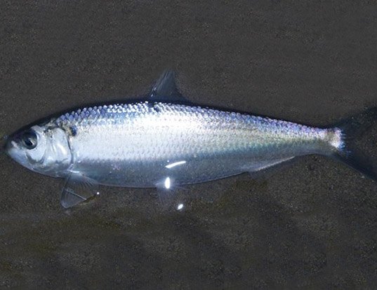 BLUEBACK HERRING LIFE EXPECTANCY