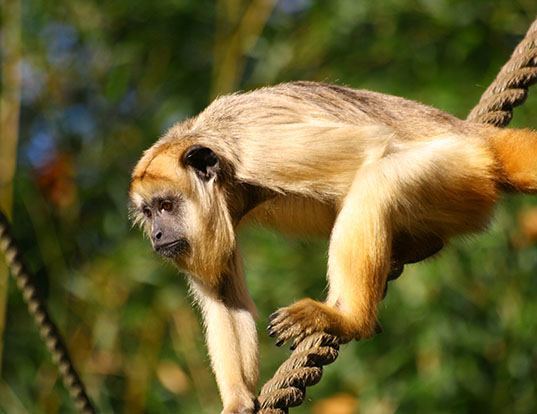 VARIEGATED SPIDER MONKEY LIFE EXPECTANCY