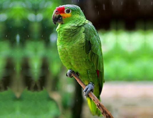 RED-BROWED AMAZON LIFE EXPECTANCY