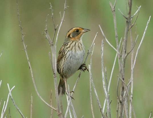 HOUSE SPARROW LIFE EXPECTANCY