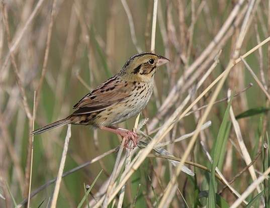 HOUSE SPARROW LIFE EXPECTANCY