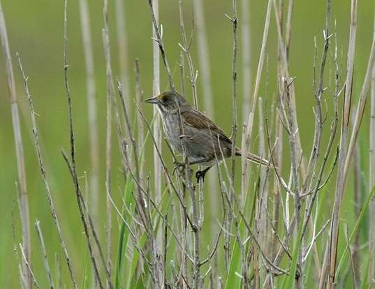 House Sparrow Life Expectancy