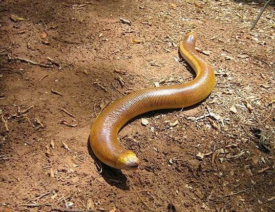 RED WORM LIZARD LIFE EXPECTANCY