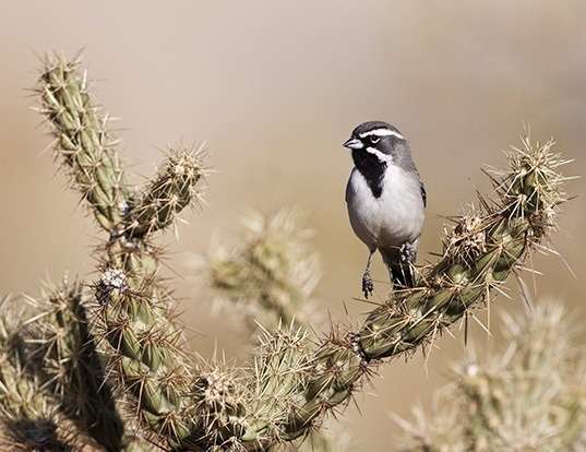 HOUSE SPARROW LIFE EXPECTANCY