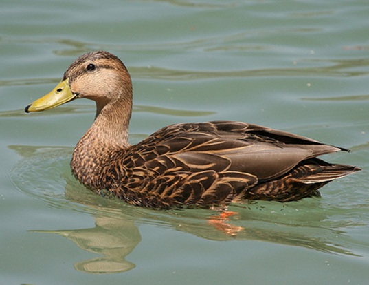 MEXICAN DUCK LIFE EXPECTANCY