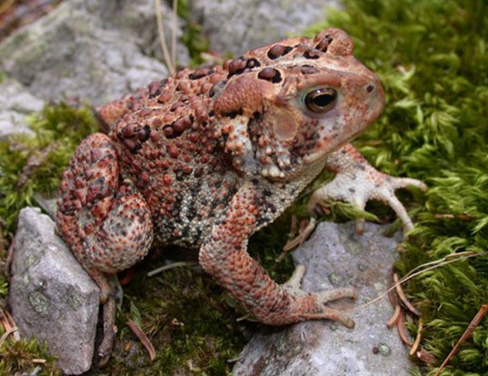 RED-SPOTTED TOAD LIFE EXPECTANCY