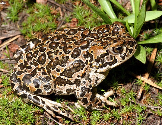 YOSEMITE TOAD LIFE EXPECTANCY