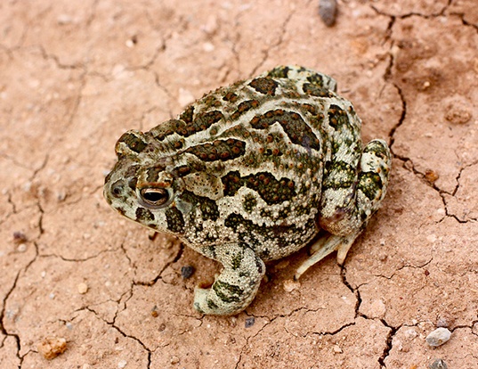 is woodhouse toad poisonous to dogs