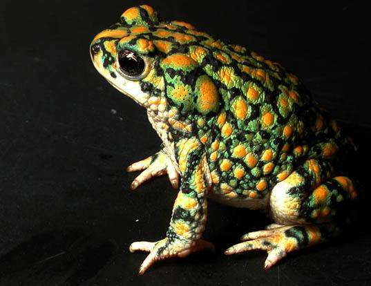 SONORAN GREEN TOAD LIFE EXPECTANCY