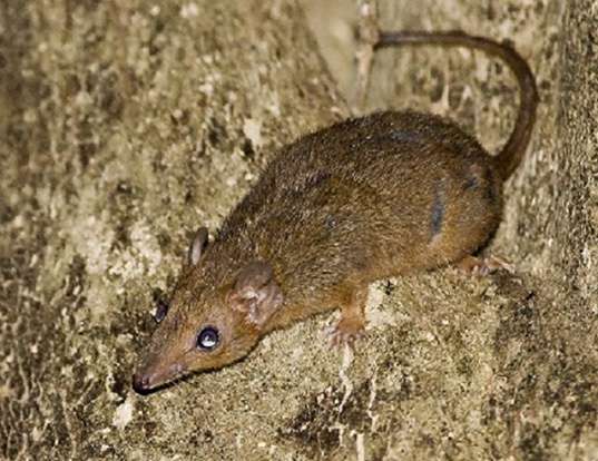 CINNAMON ANTECHINUS LIFE EXPECTANCY