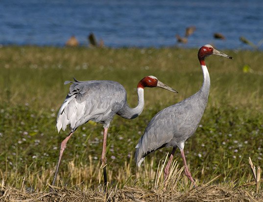 RED-CROWNED CRANE LIFE EXPECTANCY