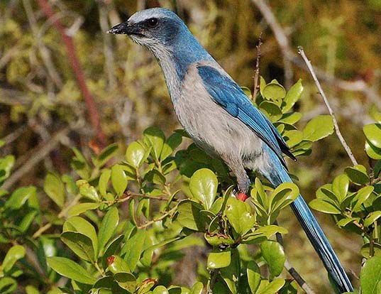 FLORIDA SCRUB-JAY LIFE EXPECTANCY