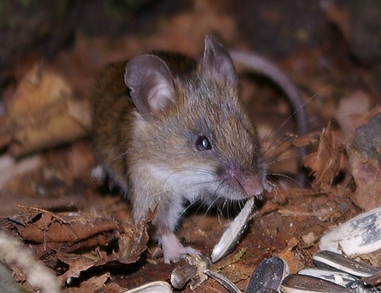 LONG-TAILED FIELD MOUSE LIFE EXPECTANCY