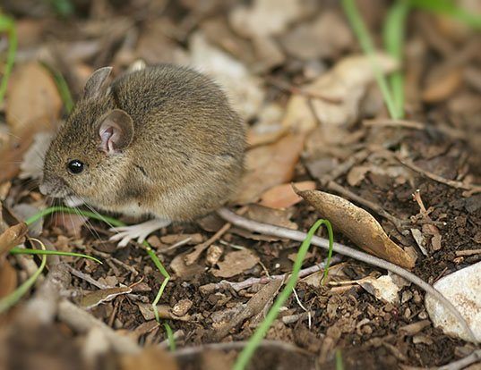 Average lifespan of a field mouse