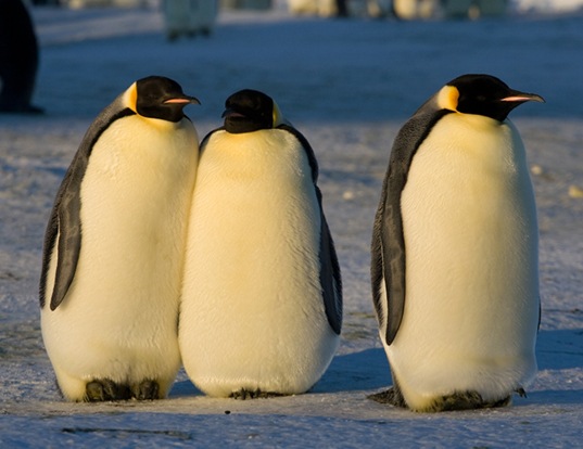 EMPEROR PENGUIN LIFE EXPECTANCY