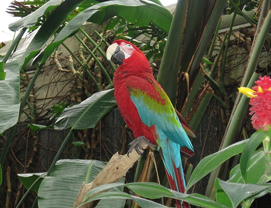 BLUE-THROATED MACAW LIFE EXPECTANCY