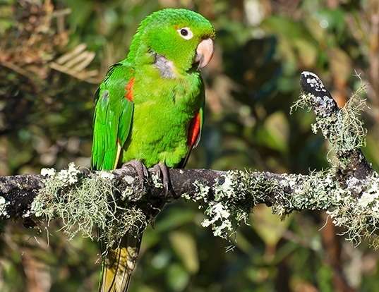 GREEN PARAKEET LIFE EXPECTANCY