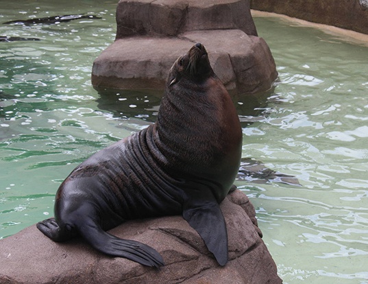 AFRO-AUSTRALIAN FUR SEAL LIFE EXPECTANCY