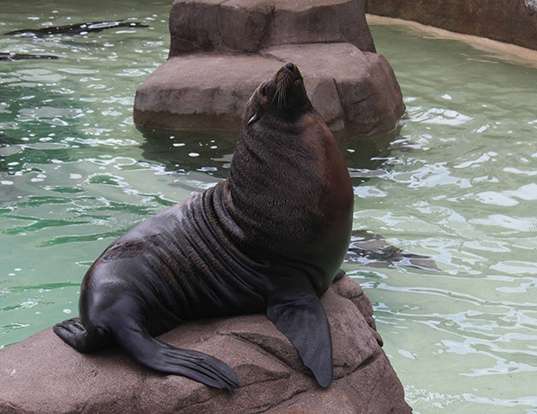 RIBBON SEAL LIFE EXPECTANCY