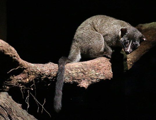 SMALL-TOOTHED PALM CIVET LIFE EXPECTANCY