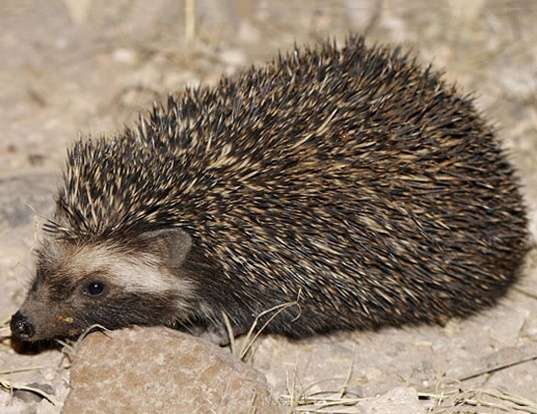 SOUTHERN AFRICAN HEDGEHOG LIFE EXPECTANCY