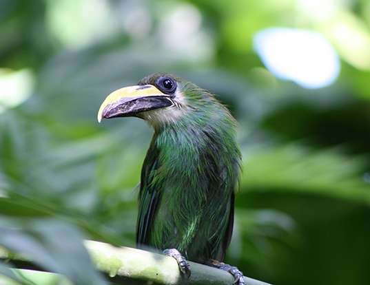 TOCO TOUCAN LIFE EXPECTANCY