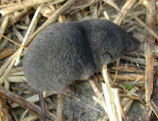 NORTH AMERICAN LEAST SHREW LIFE EXPECTANCY