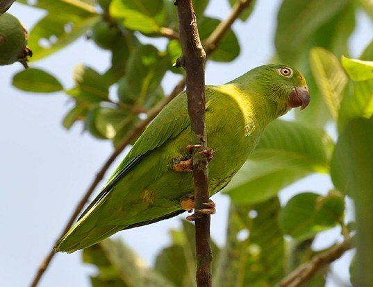 TUI PARAKEET LIFE EXPECTANCY