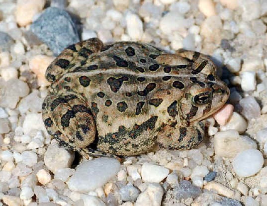 is woodhouse toad poisonous to dogs