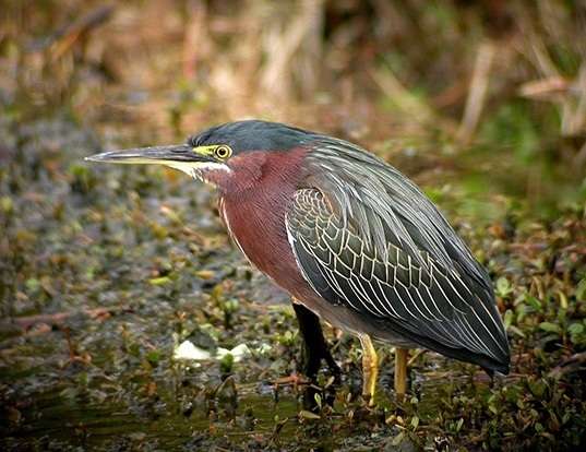 GOLIATH HERON LIFE EXPECTANCY